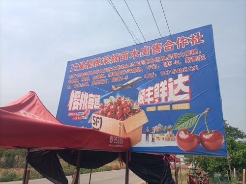 王健樱桃采摘苗木出售合作社
