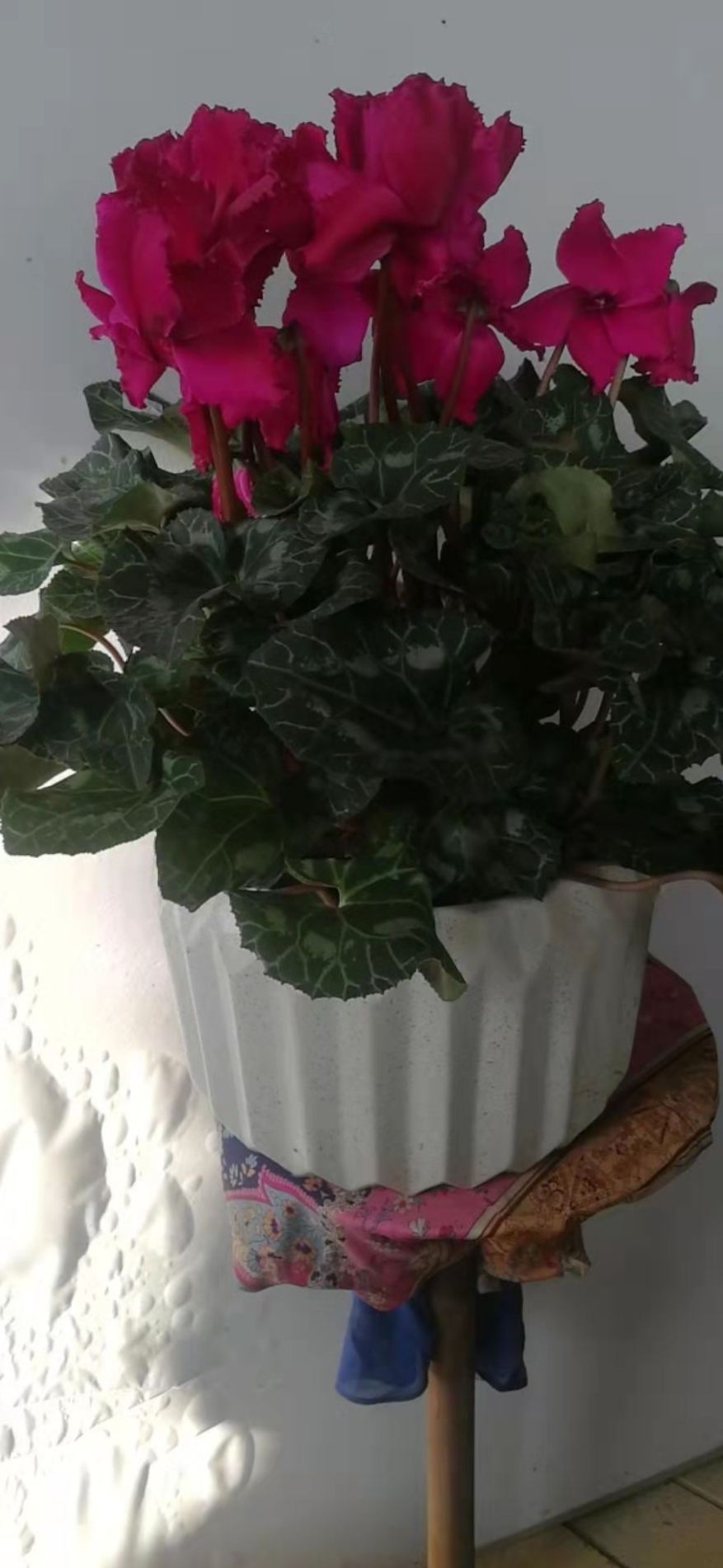 晟世花卉种植场