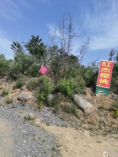 红杰樱桃采摘园