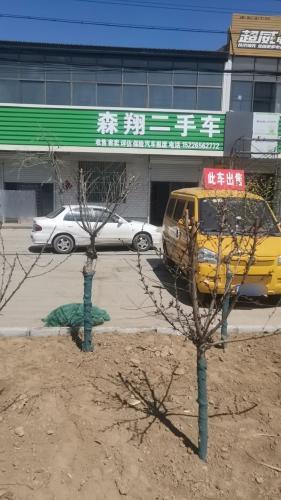 森翔二手车