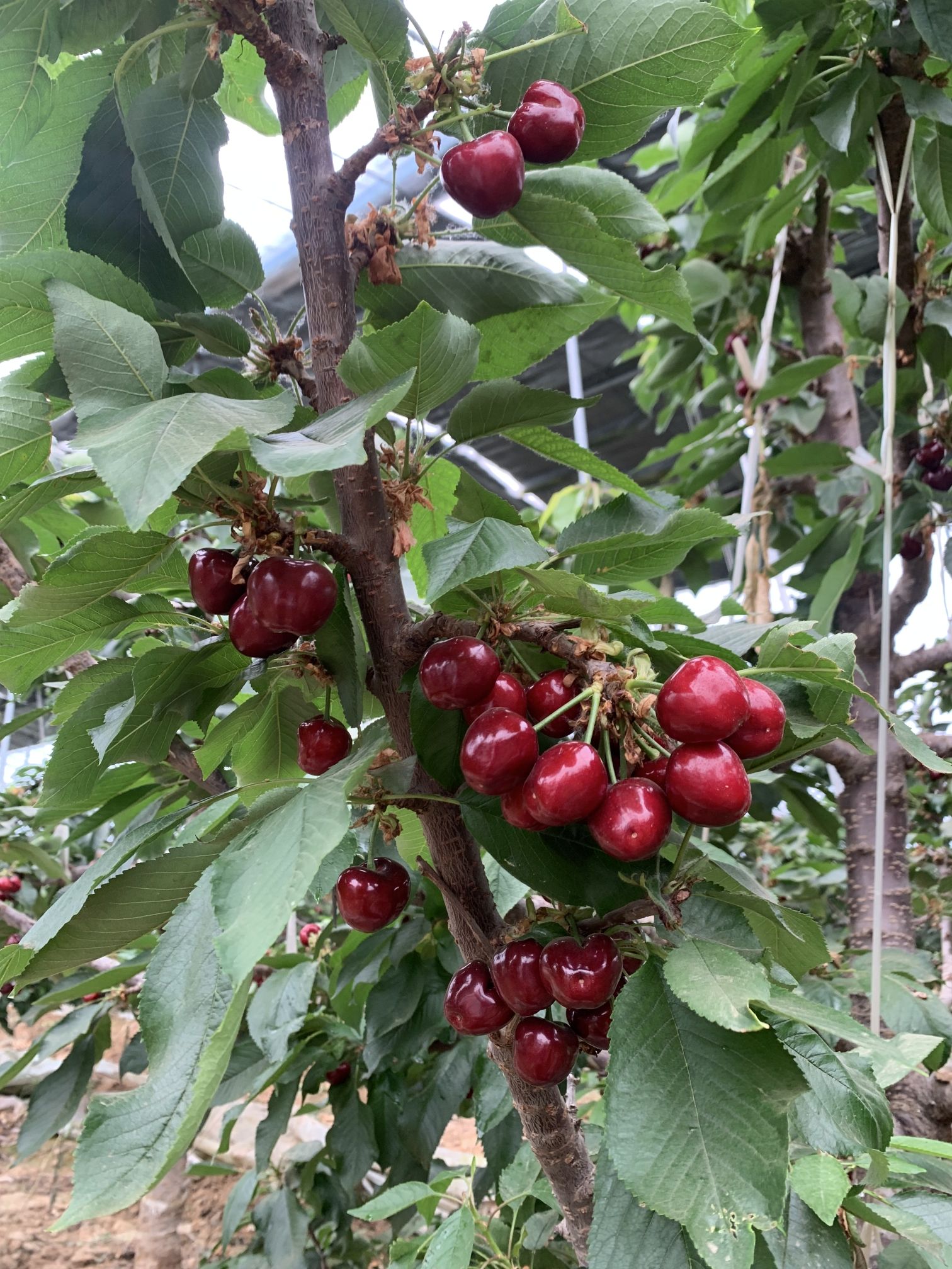 小杰樱桃基地
