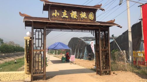 小杰樱桃基地