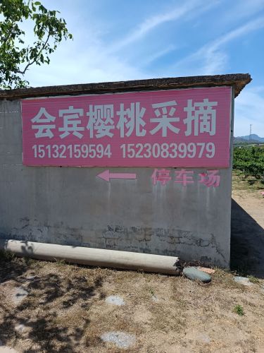千根村会宾樱桃采摘园