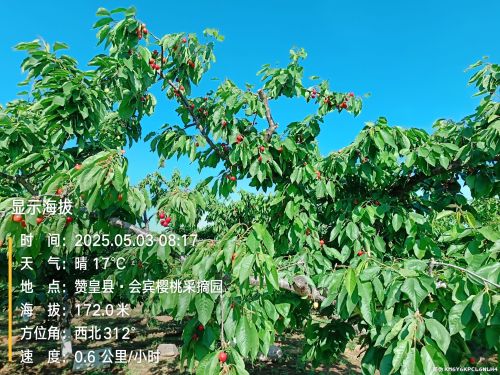 千根村会宾樱桃采摘园