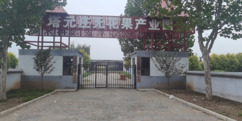 塔元庄无花果产业园