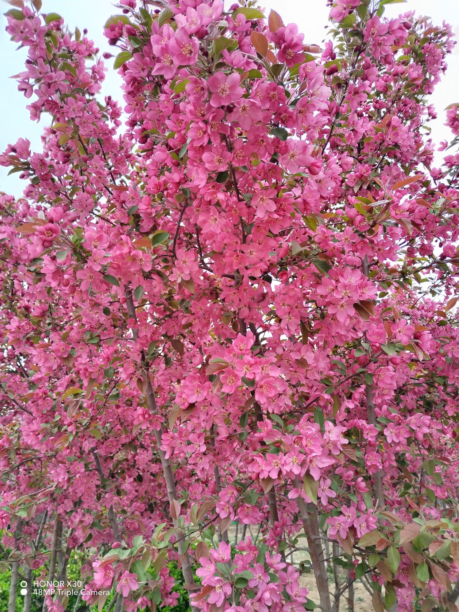 新农夫种植基地