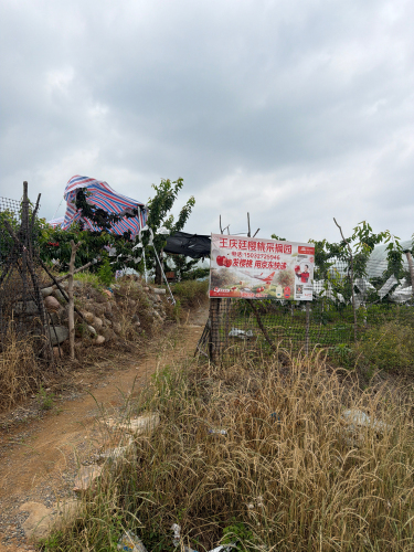 王庆廷樱桃采摘园