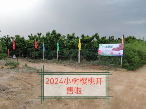 千根小树樱桃园