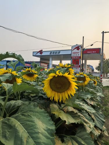 富海能源辛集市诚至加油站