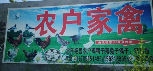元氏农户家禽