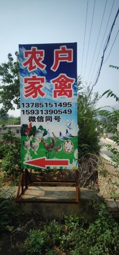 元氏农户家禽