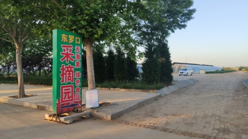 东罗口采摘园