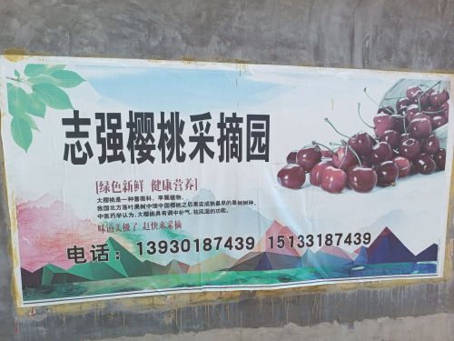 千根志强樱桃采摘园