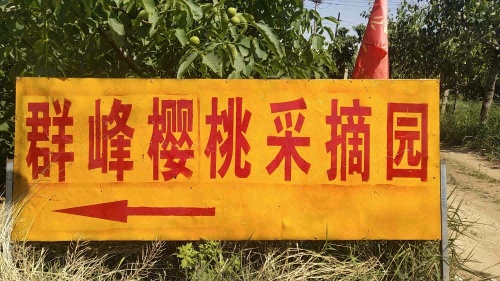 群峰樱桃采摘园