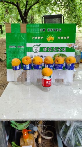邢家庄杏园