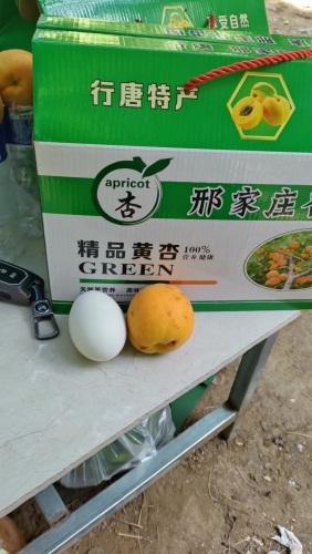 邢家庄杏园