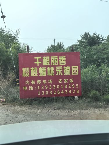 千根丽香樱桃蟠桃采摘园