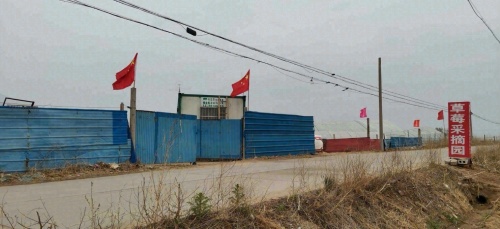 北高里国征草莓采摘园