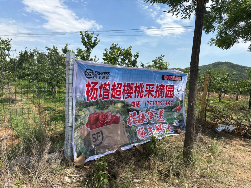杨增印樱桃采摘园