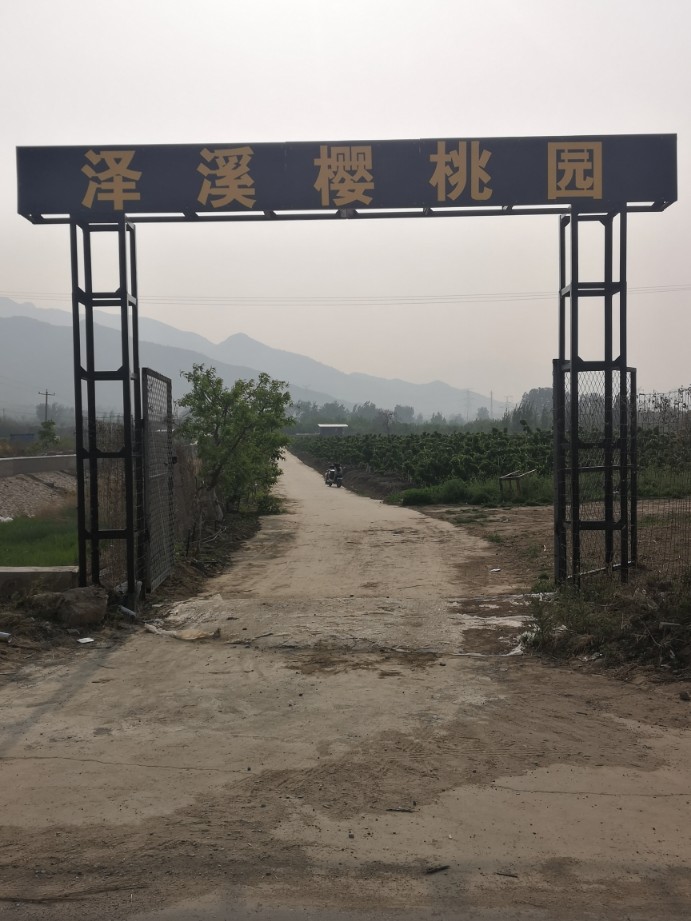 泽溪樱桃园