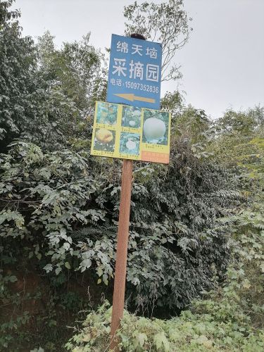 绵天垴采摘园
