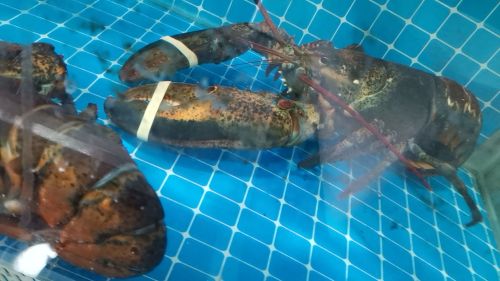 御康海鲜