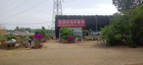 平山县北庄头花卉基地