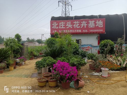 平山县北庄头花卉基地
