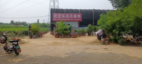 平山县北庄头花卉基地