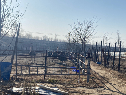 深泽红建养殖场
