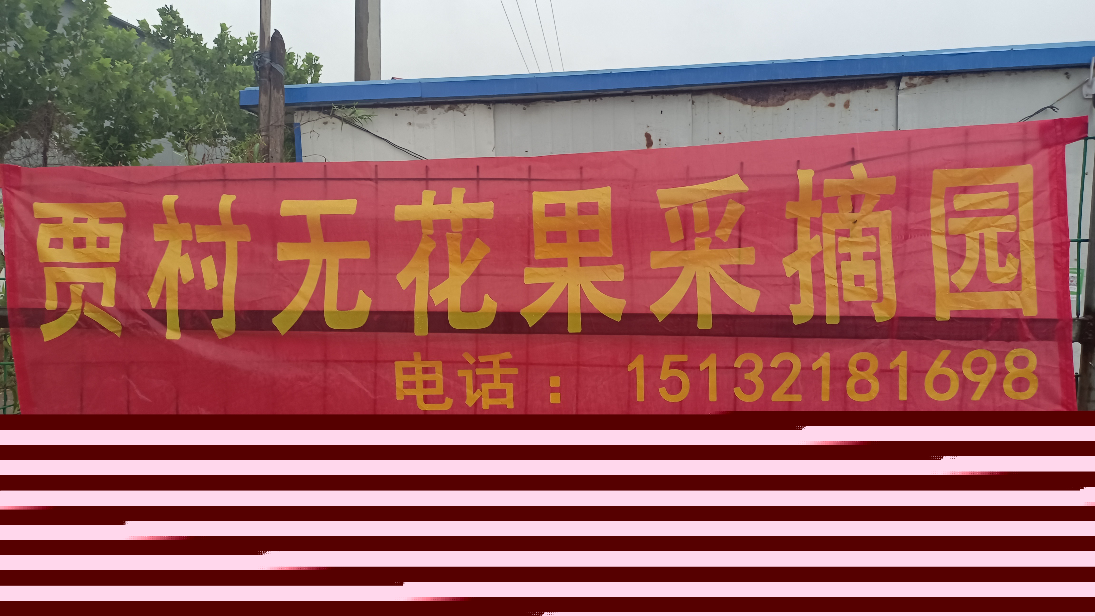 贾村无花果采摘园