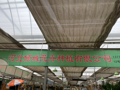 河北倾城花卉种植有限公司