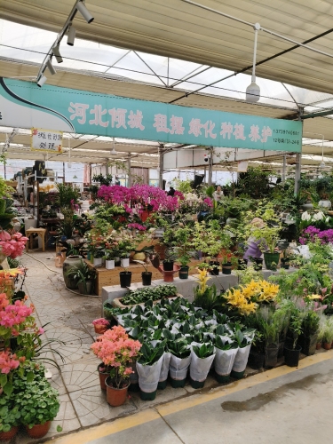 河北倾城花卉种植有限公司