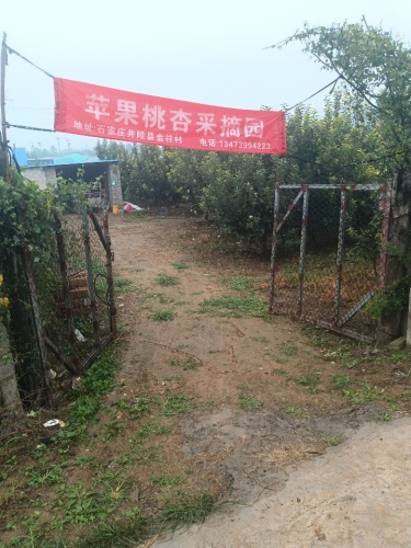 井陉县金柱苹果采摘园