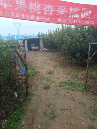井陉县金柱苹果采摘园