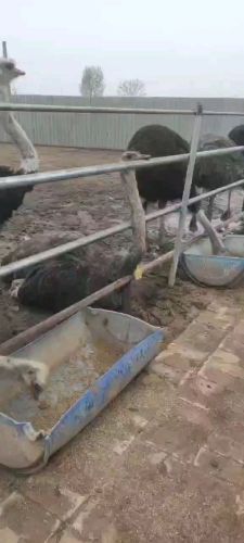 高邑县三晓养殖场