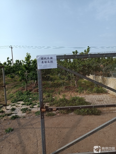 樱桃采摘桑椹采摘
