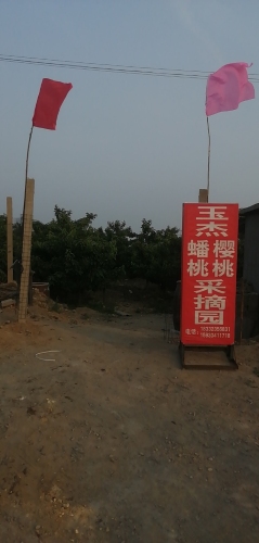 玉杰樱桃蟠桃采摘园