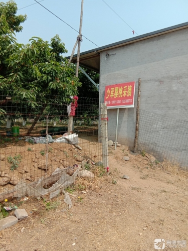 千根村张少军樱桃采摘