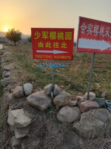千根村张少军樱桃采摘