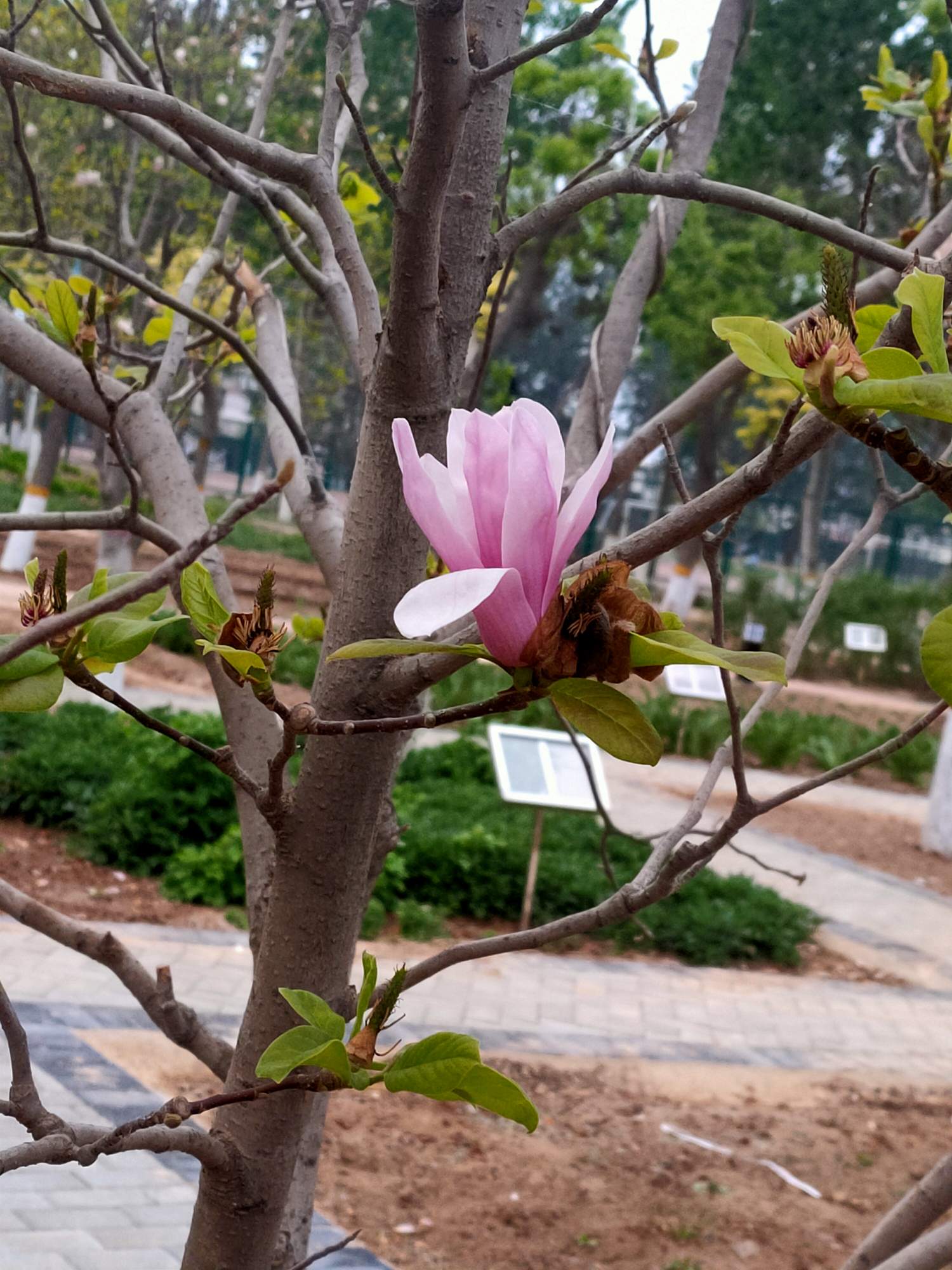 河北化工医药职业技术学院-本草园