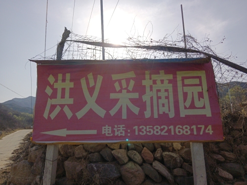 洪义采摘园