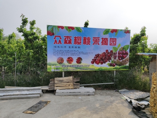 众森樱桃采摘园