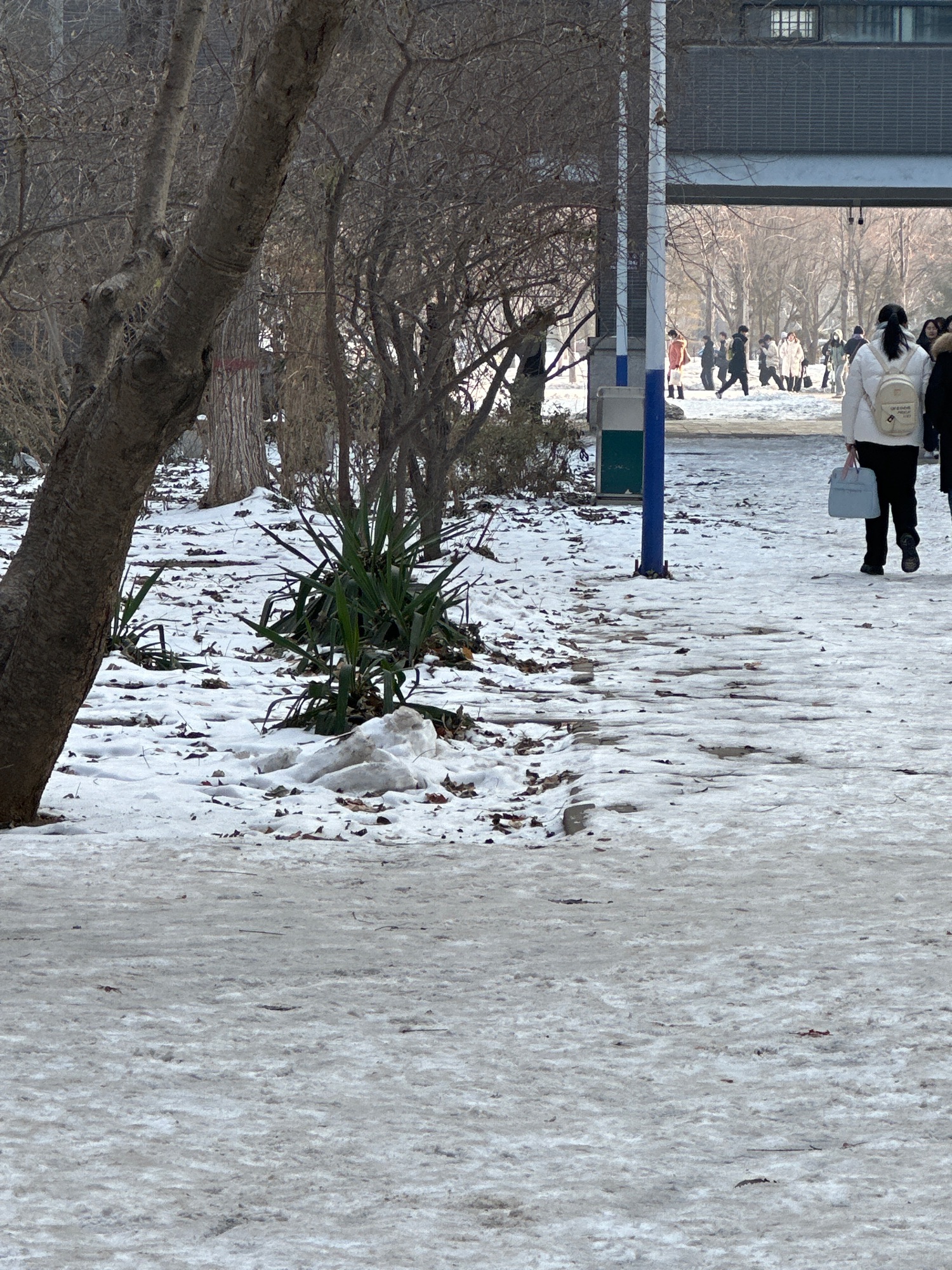 河北师范大学(新校区)-小竹林