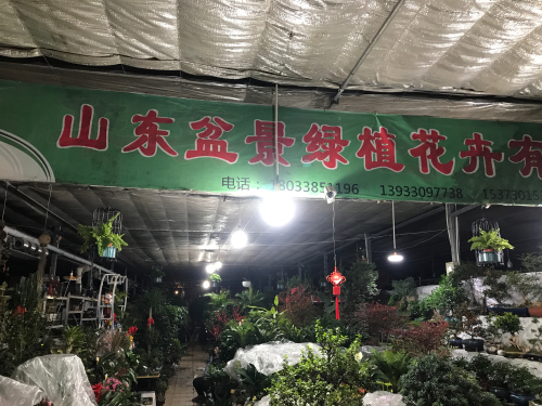 山东盆景绿植花卉有限公司