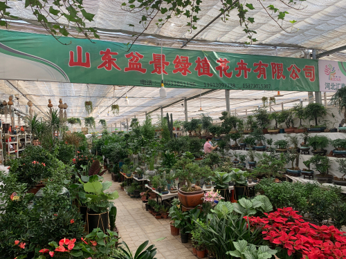 山东盆景绿植花卉有限公司