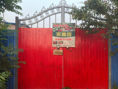 吴家庄村南草莓采摘园