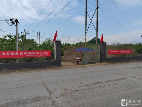 拐角铺桑葚园
