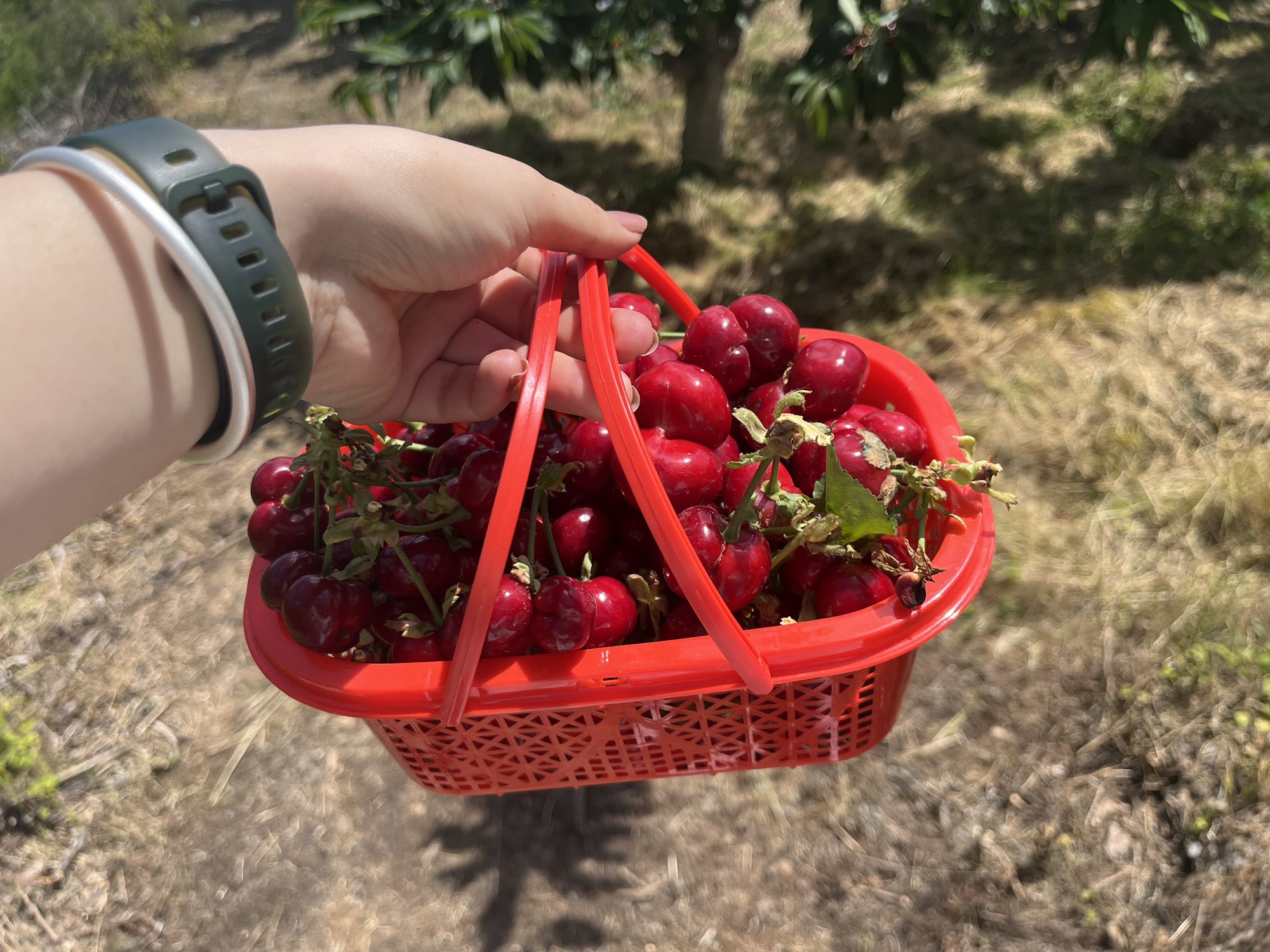 旭亚水果种植园