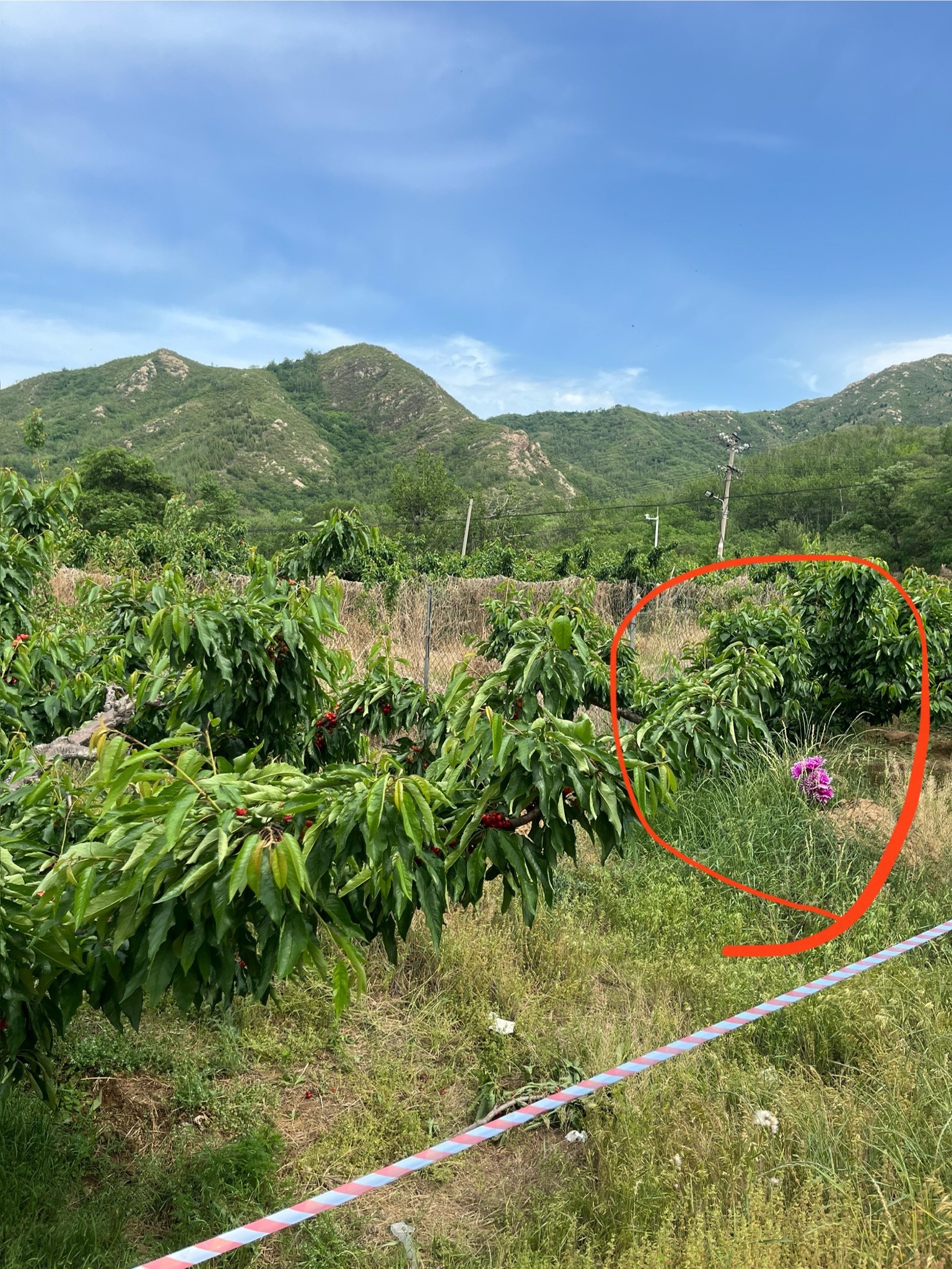旭亚水果种植园
